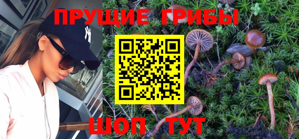 Псилоцибиновые грибы Psilocybe Балашиха